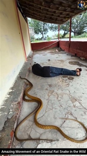 Amazing Movement of an Oriental Rat Snake in the Wild #snake #wildliferescue #wildlifeentertainment