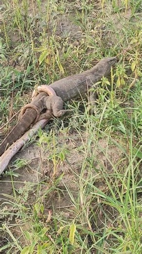 Snake and Monitor Lizard Face Off #monitorlizard #yellowsnake#naturelovers #animals #nature