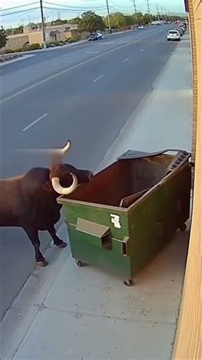 Angry Bull Chases Man Into a Dumpster… What Happens Next Is Insane! 🐂😱 #shorts #usa #bull #boost