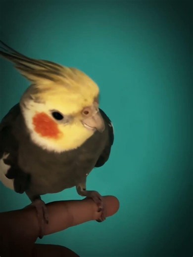 TommyTheTiel is back💛 #birds #cockapoo #cockatiel #parrot #edit #cute #pets #trending #animals #birb