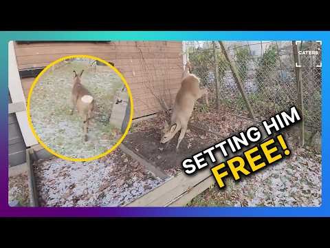 Deer Stuck In Fence Rescued