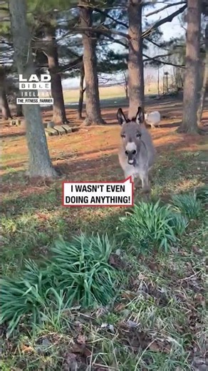 Donkey Argues With His Owner 😂