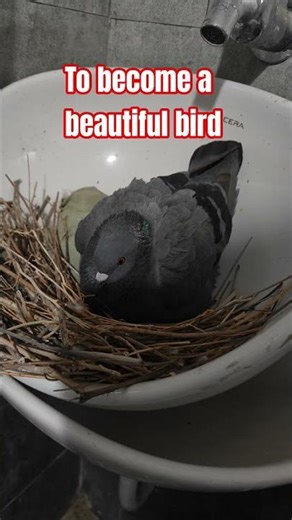 from eggs to cute little bird | life of eggs 🥚#birds #neture #documentary