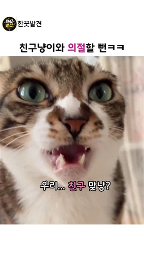방귀 한 방에 친구냥이와 의절할 뻔ㅋㅋ