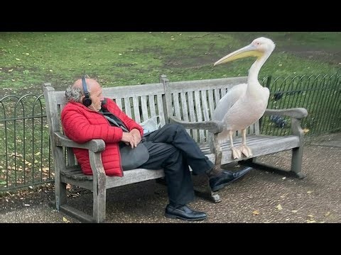 When Animals Catch Humans by Surprise in the Funniest Ways 🤪 Funny Animal Videos 2025