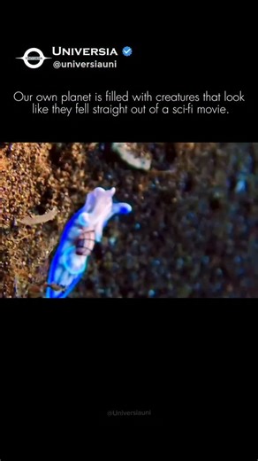 ᴜɴɪᴠᴇʀsɪᴀ on Instagram: "We keep asking, "Are we alone in the Universe?" 🌌🐌 Meanwhile, our own planet is filled with creatures that look like they fell straight out of a sci-fi movie. This is a Bubble Snail (Micromelo undatus). With its translucent, glowing shell and neon edges, it looks exactly like the kind of life we hope to find in the subsurface oceans of Europa (Jupiter's moon) or Enceladus (Saturn's moon). It glides silently along the seabed, completely unaware that a species of hairles