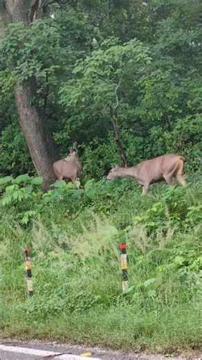 Wildlife Jim Corbett National Park | Wild Animals | Animals #jimcorbett #shorts #animals #viral