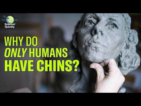 The chin is an evolutionary puzzle. Researchers may have finally solved it.
