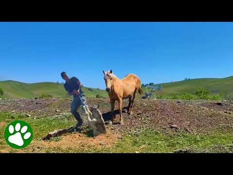 Mother Horse Asks Stranger For Help