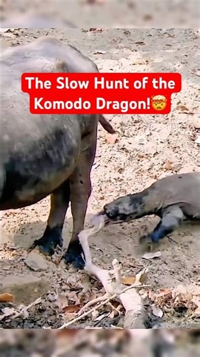 Buffalo vs Komodo Dragon The Inevitable End #wildlife #nature #shorts