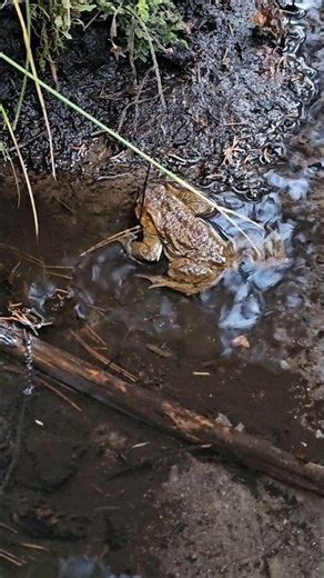 Parastais krupis / Common Toad (Bufo bufo) 🥶 #nature #animals