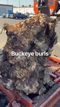 Buckeye Burl, Aesculus californica.#buckeye #buckeye e