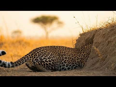 Leopard Gets Stuck While Hunting a Warthog – An Unexpected Ending!