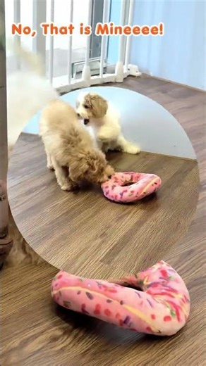 Cavapoo Duo Fun