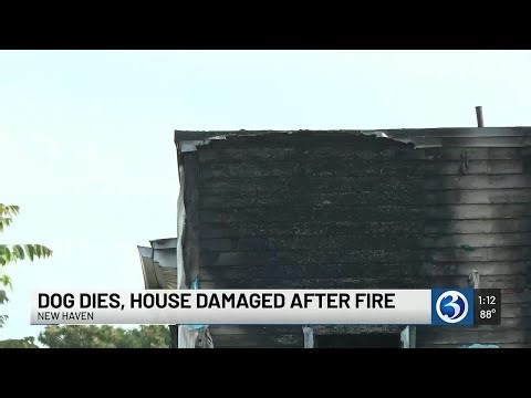 VIDEO: Second-alarm fire in New Haven kills dog, damages multi-family home
