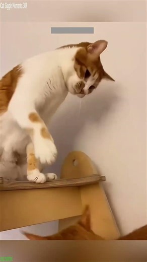 Alien Cat learns new trick - Cute Reaction 💥 Boom Funny!
