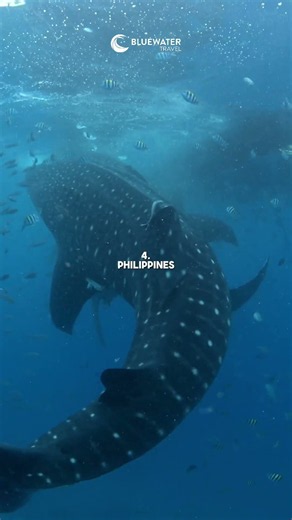 🦈 Our top 5 whale shark destinations! Which one would you choose?