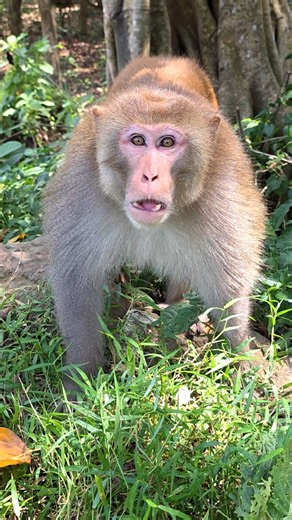 King Monkey Has So Much Fun with Me.116 #curiousmonkeylife #animals #monkey