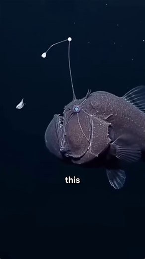 The anglerfish is famous for its lure. But the lure isn't even the most unsettling thing about it. 😬 The female carries males permanently fused into her skin. Not attached — absorbed. Their blood supplies merge with hers. Their organs dissolve. They lose their eyes. They survive only as a biological function she requires.She can carry several at once. Each one permanent. Each one still alive in the most minimal sense of the word.And the light she hunts with? That belongs to bacteria living insi