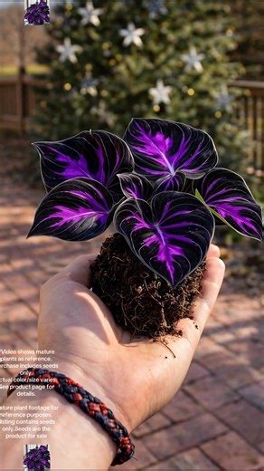 Enhance Your Garden with Cosmic Amethyst Hosta Seeds