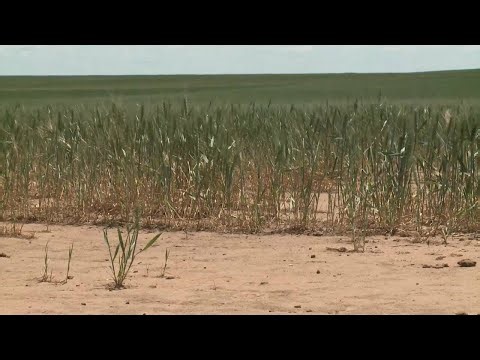 Wheat Prices Are Up 11 Percent