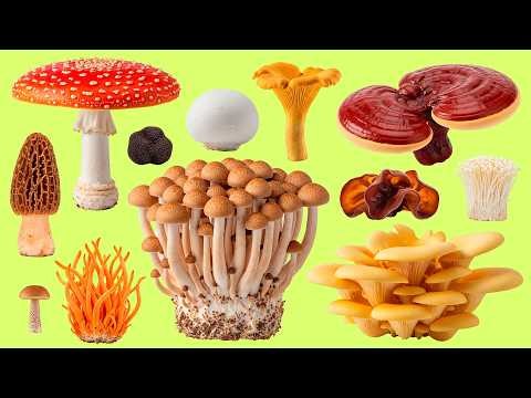 How Many Mushroom Names Can You Recognize? 🍄 Russian Vocabulary Training