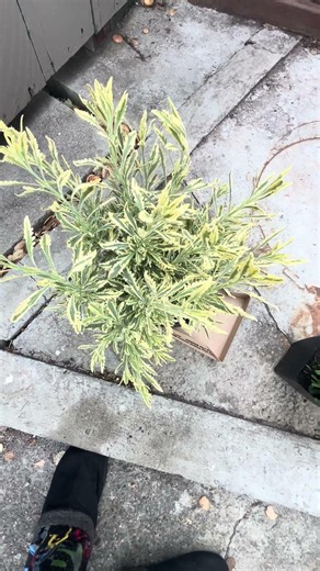 Variegated lavender meerlo lavender (Lavandula x allardii 'Meerlo’)