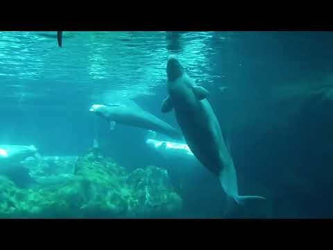 Beluga Whale | Full Animal Talk | October 17, 2026