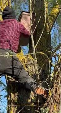 “Extreme beekeeping”