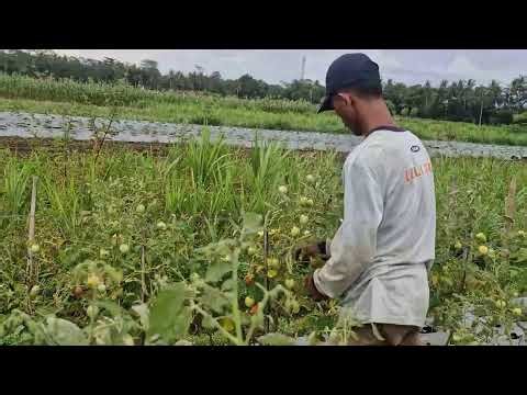 GENIUS TECHNIQUE: HOW TO HARVEST THOUSANDS OF TOMATOES FAST. - Agriculture Gardening