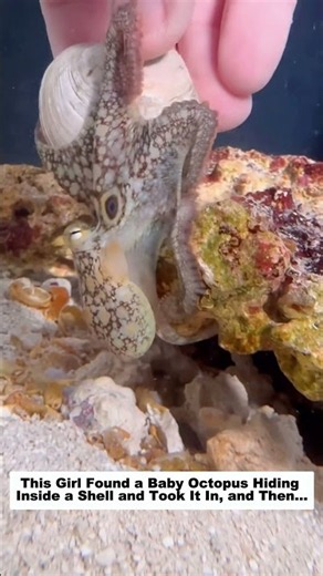This Girl Found a Baby Octopus Hiding Inside a Shell and Took It In, and Then…