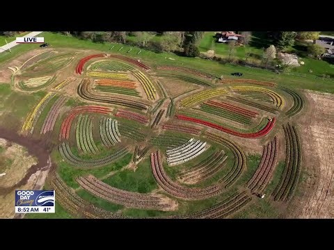 Spring blooms at Richardson Farm as Tulip Festival nears in Chicago suburb