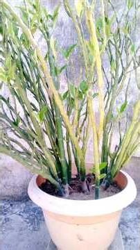 Zig-Zag Plant 🌱#devilsbackbone #plantcare #plantpropagation #gardeningindia #ornamentalplants