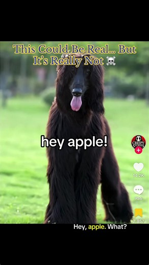 Sterling Fournier (@idcsterling)’s video of hey apple