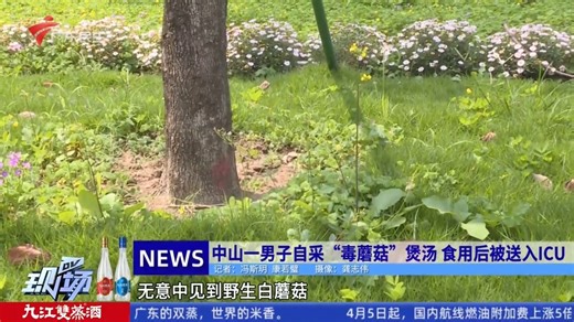 2026.04.01(三)-广东民生《DV现场》：中山一男子自采“毒蘑菇”煲汤，食用后被送入ICU