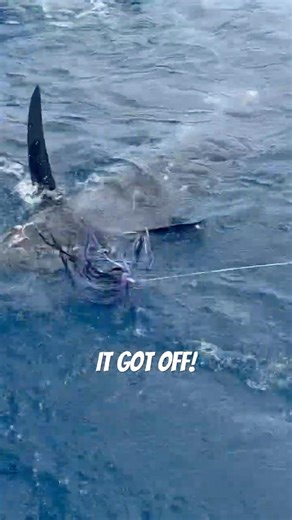 EPIC BLUE MARLIN FIGHT! ALMOST LOST IT! 💪🎣🐟 #fishing #marlinfishing #shorts