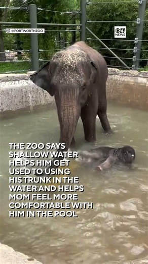 Fort Worth Zoo's baby elephant enjoys his first splash