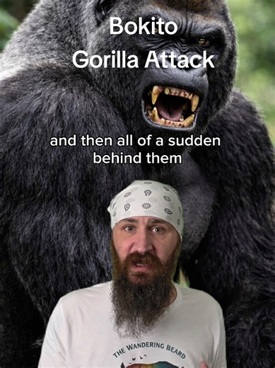 The Bokito Gorilla Attack at Rotterdam Zoo Explained