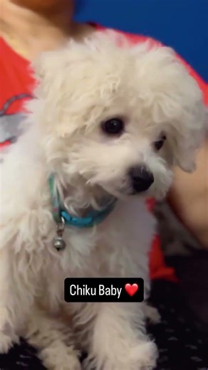 Is this relatable??#learnwithpari #petlover #petshorts #trendingonshorts