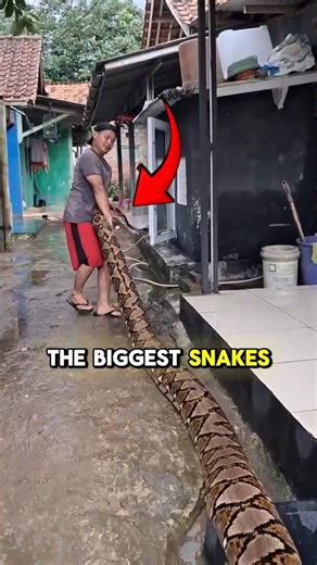Biggest Snakes You Need To See #animals #facts #wildlife