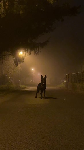 German Shepherd's Watchful Eyes