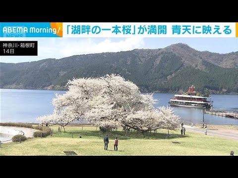 箱根の芦ノ湖で「湖畔の一本桜」が満開に(2026年4月15日)