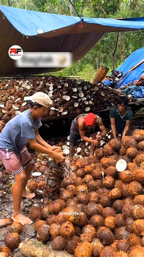 Zero Waste Coconut How Indonesia Uses It All 🥥