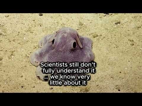 This deep sea creature looks like an alien… 🐙