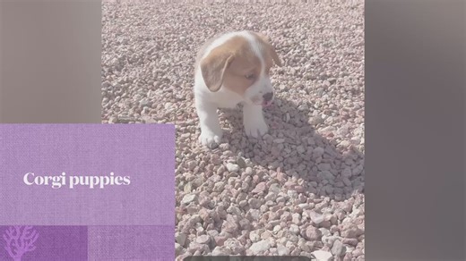 Cowboy Corgis | Dogs | KSL Classifieds