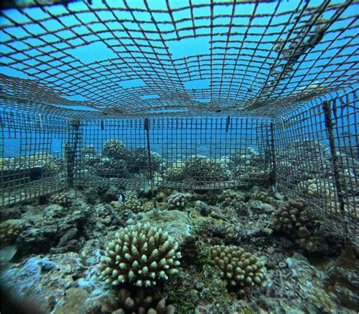 Texas Tech researcher explores resilience of coral reefs
