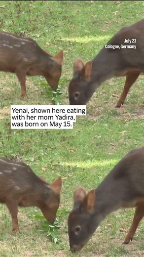 Meet 'Yenai'! One Of The World's Smallest Deer Born At Germany's Cologne Zoo | N18S