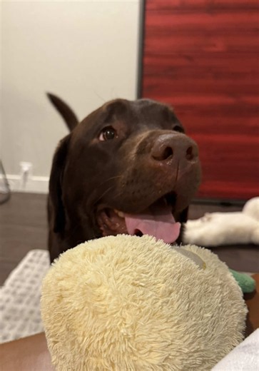 Shedding szn all year round 👻 #labrador #chocolatelab #dogsoftiktok #sheddingseason #labradorretriever