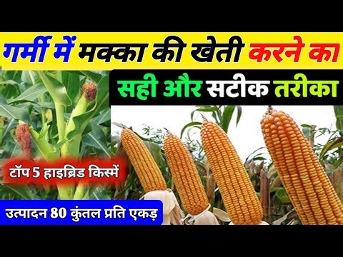 1 एकड़ में 80 कुंटल मक्का उत्पादन//मक्का की खेती कब और कैसे करे | Makka ke kheti ki jankari |