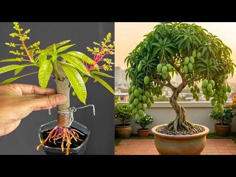 🥭 Mango Tree Propagation Made Easy | Step-by-Step Growing Process